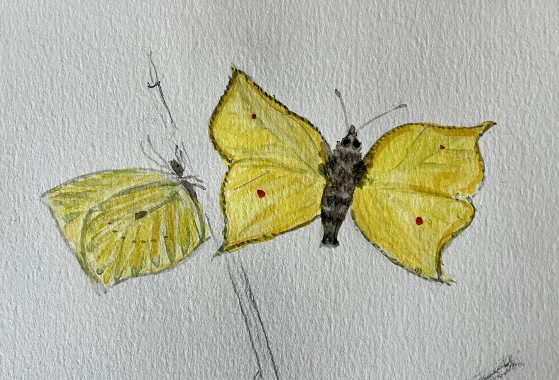 Schmetterlinge2