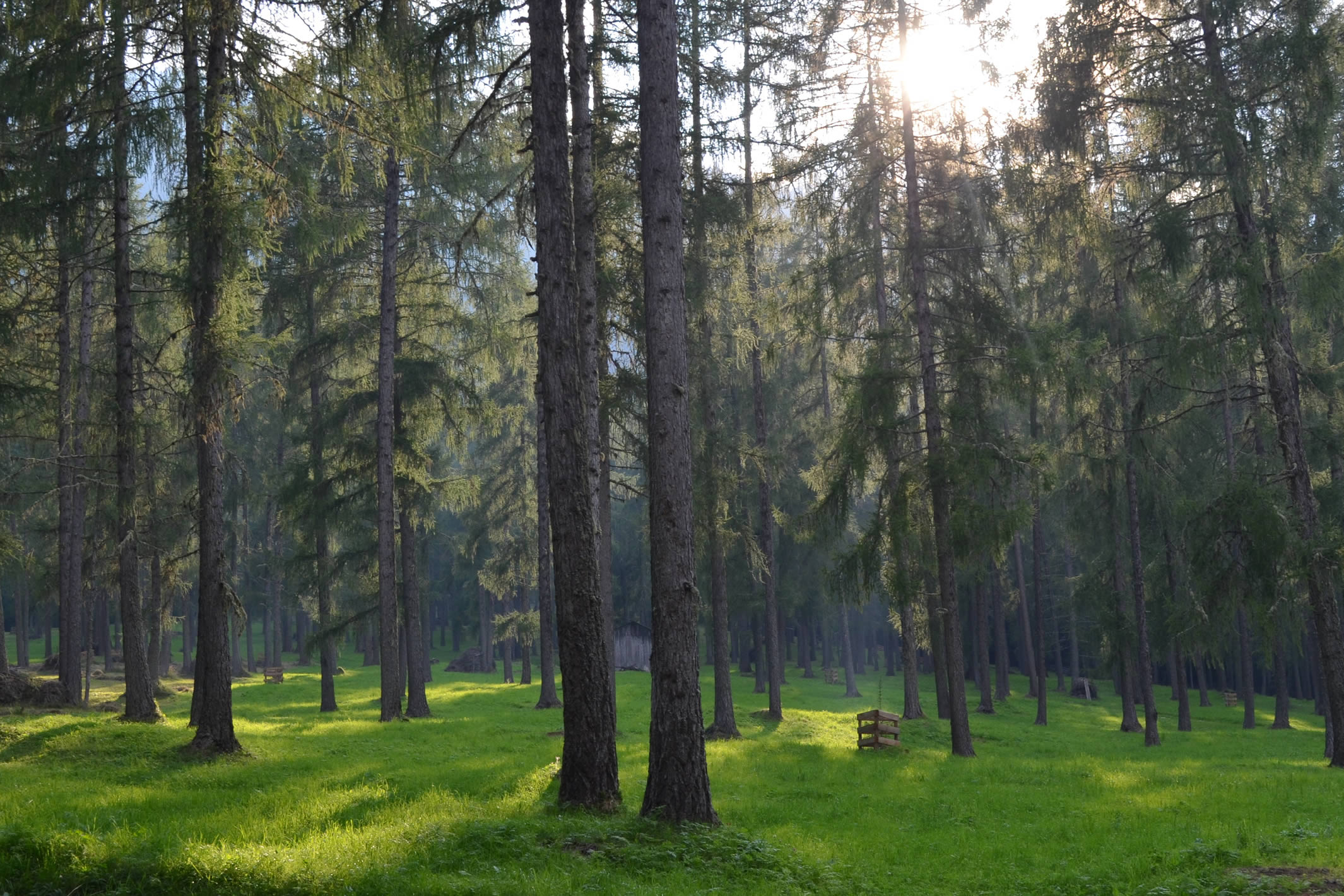 flagship-greenforrest