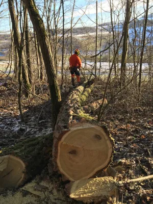 Robinie gef&auml;llt