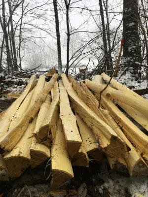 Bogenbau Rohlinge im Wald
